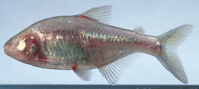 ANOPTICHTHYS JORDANI